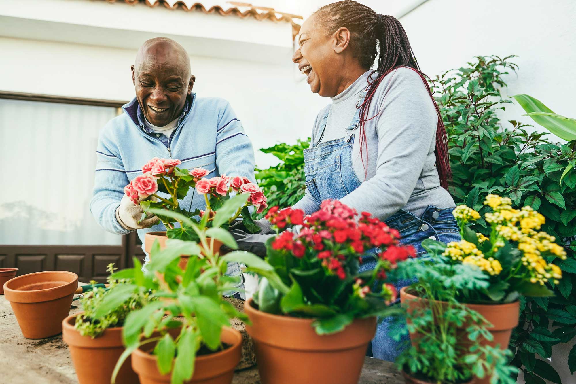 senior couple gardening and laughing together